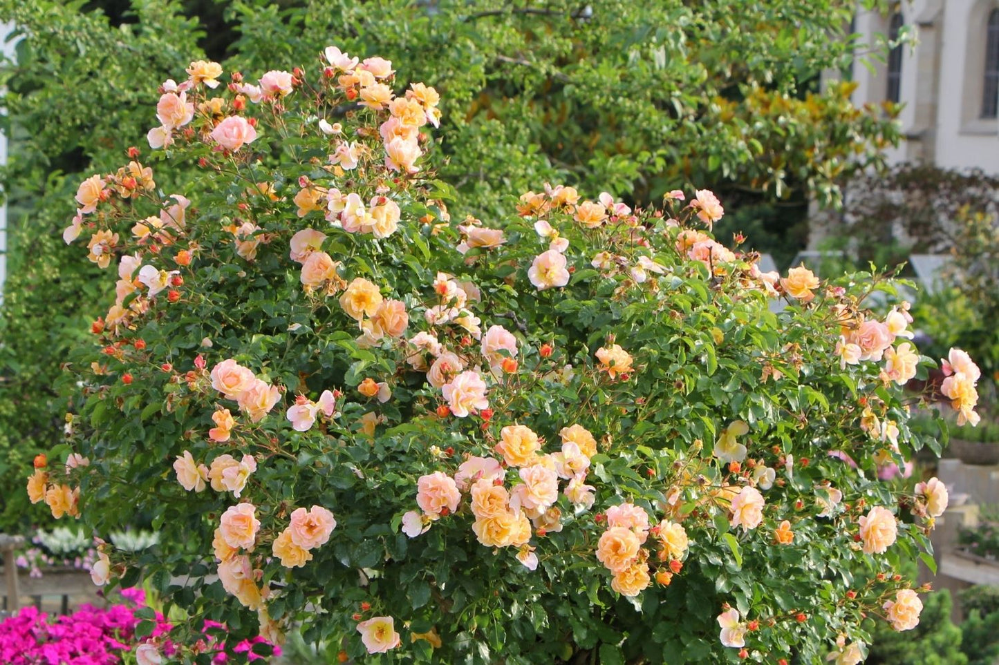 Rose 'Sedana' ® (Bodendeckerrose)