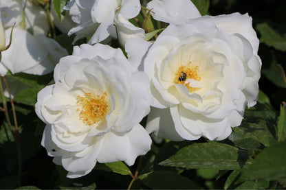 Rose 'Schneewittchen' Strauchrose