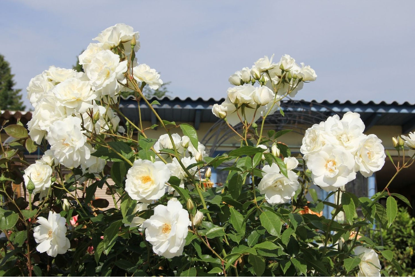 Rose 'Schneewittchen' (Strauchrose)