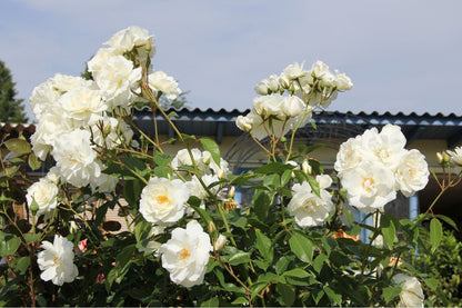 Rose 'Schneewittchen' (Strauchrose)