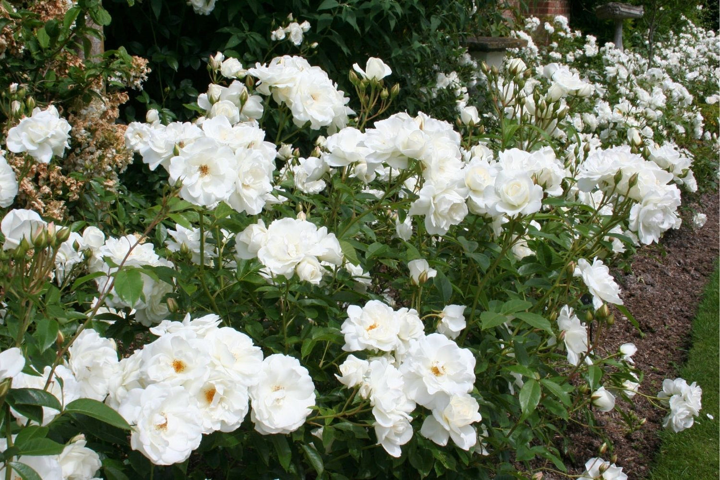 Rose 'Schneewittchen' (Strauchrose)