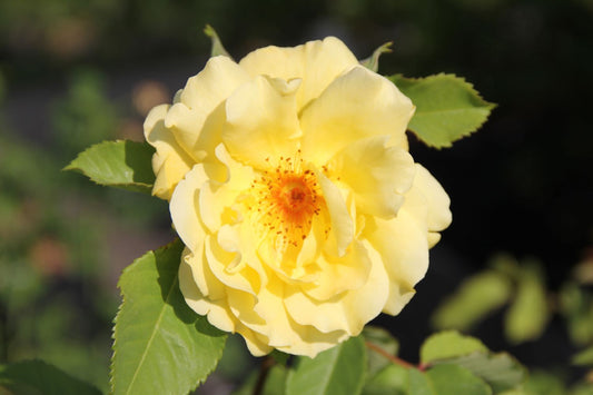 Rose 'Tibet-Rose' Strauchrose