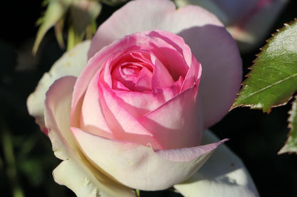 Rose 'Eden Rose' Strauchrose