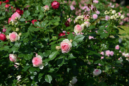 Rose 'Eden Rose' (Strauchrose)