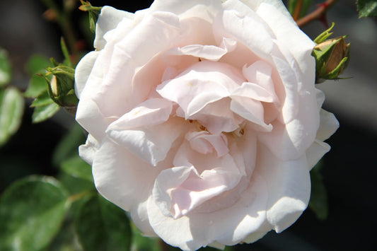Rose 'New Dawn' Kletterrose