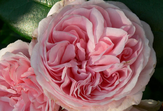 Rose 'Giardina' Kletterrose