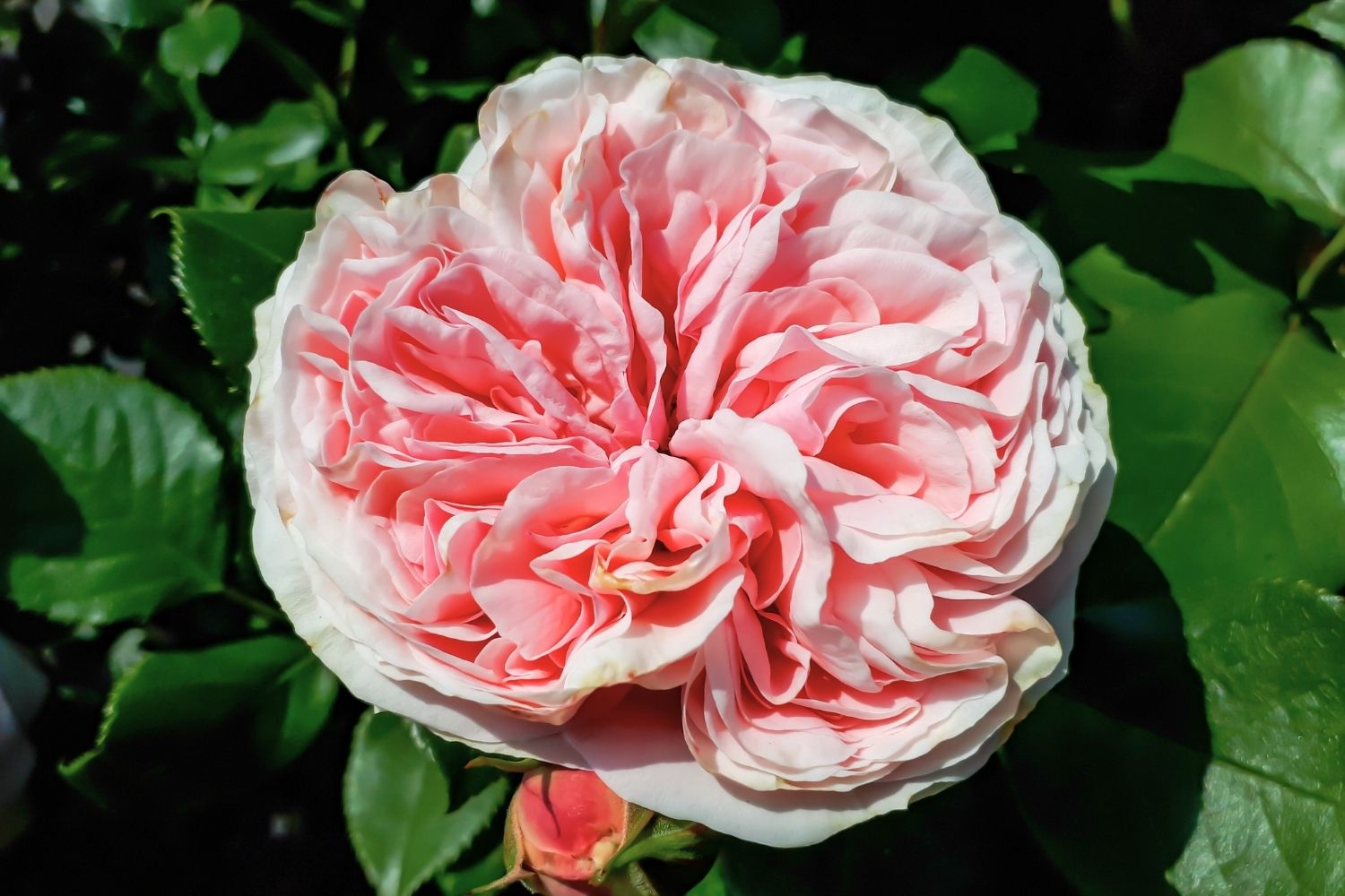 Rose 'Giardina' (Kletterrose) – Gräfin von Zeppelin