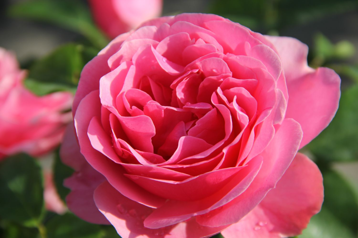 Rose 'Leonardo da Vinci' Beetrose