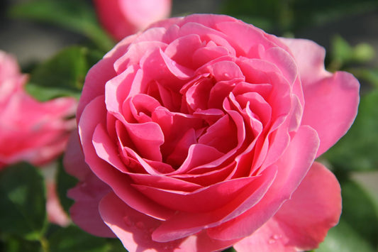Rose 'Leonardo da Vinci' Beetrose