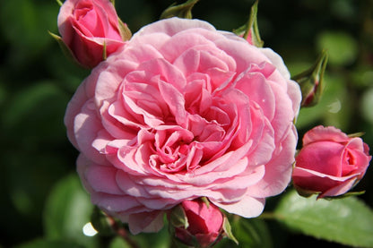 Rose 'Roseninsel' Beetrose