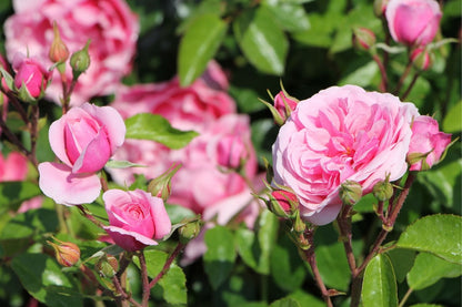 Rose 'Roseninsel' (Beetrose)