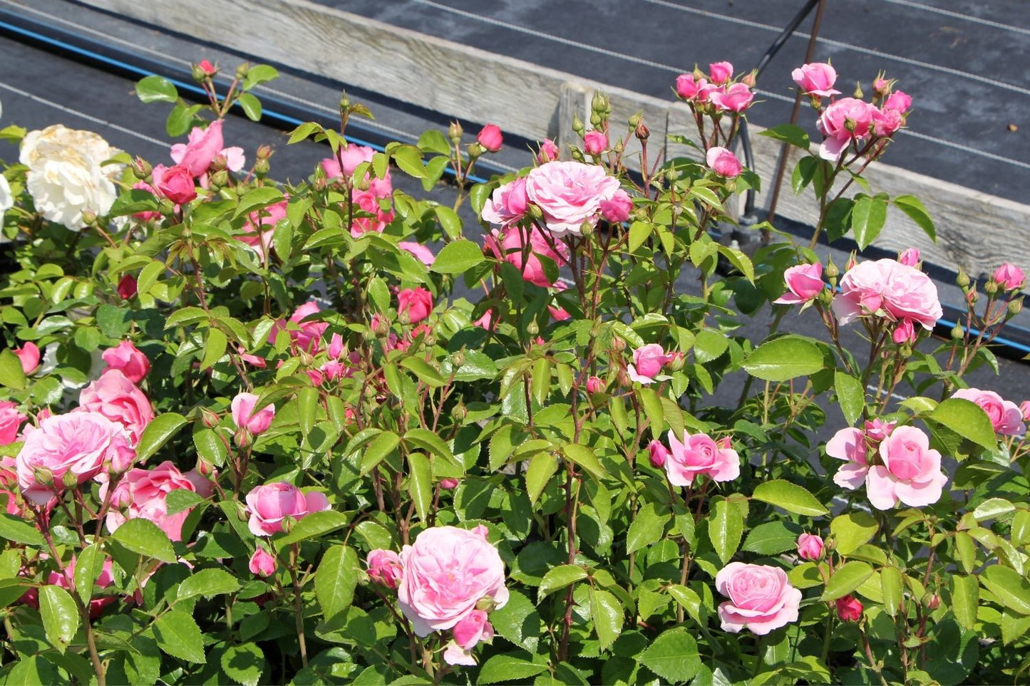 Rose 'Roseninsel' (Beetrose)