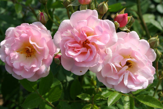 Rose 'Rosendorf Steinfurth' Rambler