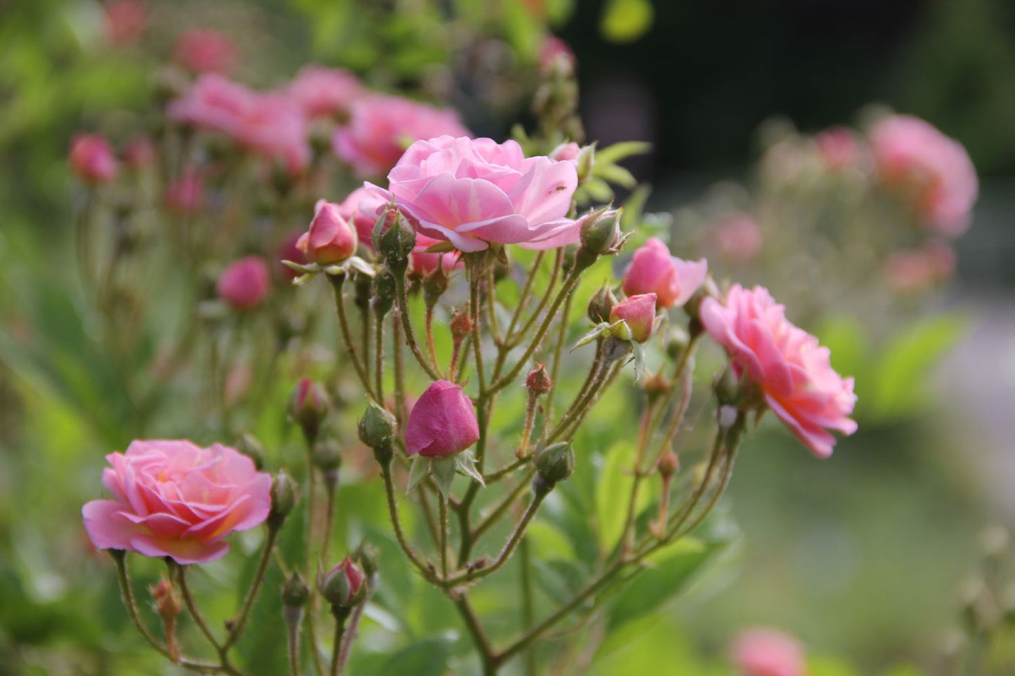 Rose 'Rosendorf Steinfurth' (Rambler)