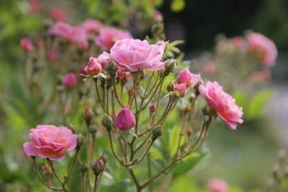 Rose 'Rosendorf Steinfurth' (Rambler)