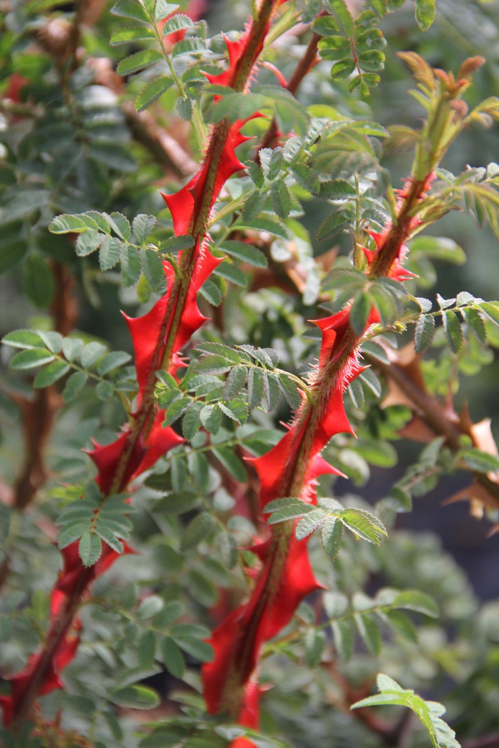 Rose omeiensis pteracantha (Wildrose | Stacheldrahtrose)