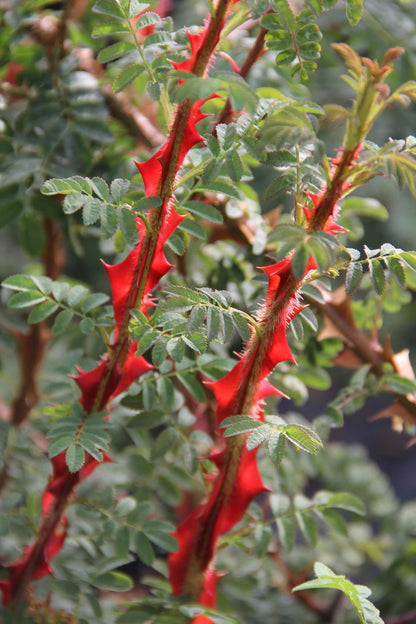 Rose omeiensis pteracantha (Wildrose | Stacheldrahtrose)