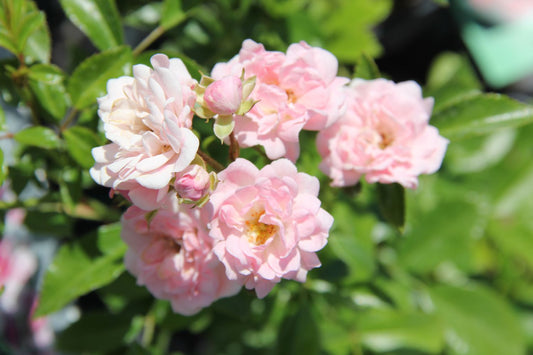 Rose 'The Fairy' Bodendeckerrose