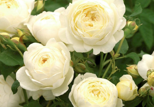 Rose 'Claire Austin' Englische Rose