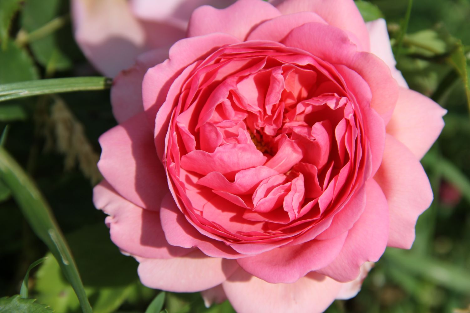 Rose 'Princess Alexandra of Kent' Englische Rose
