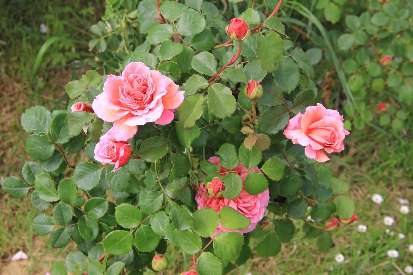Rose 'Princess Alexandra of Kent' (Englische Rose)