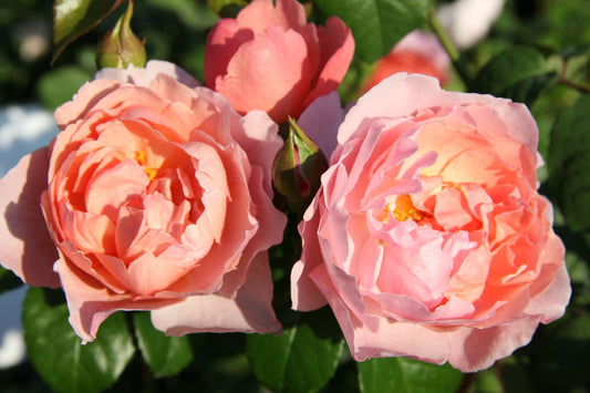 Rose 'Strawberry Hill' Englische Rose
