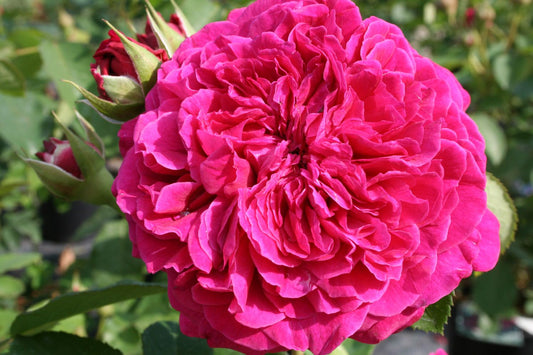 Rose 'William Shakespeare 2000' Englische Rose