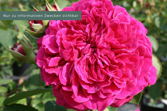 Rose 'William Shakespeare 2000' Englische Rose