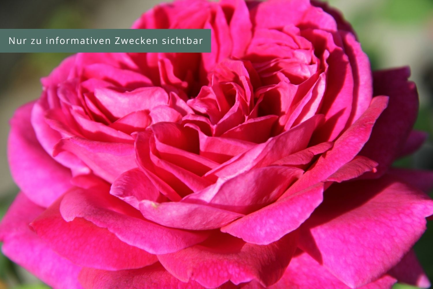 Rose 'Young Lycidas' Englische Rose