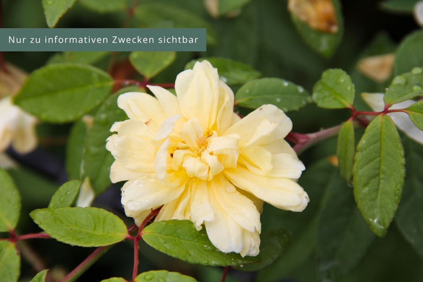 Rose 'Malvern Hills' Rambler