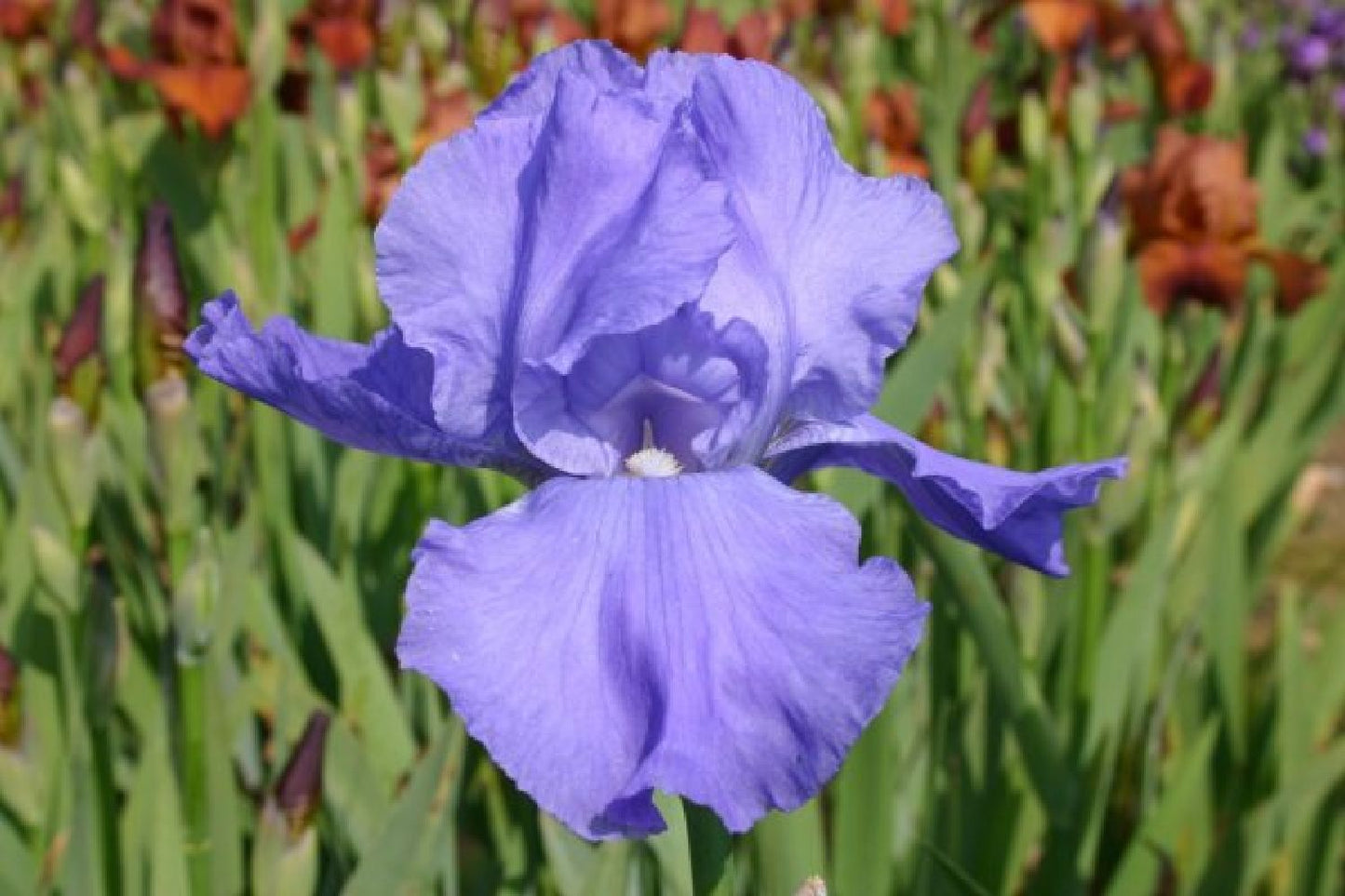 Nasenschmeichler (Herrlicher Duft und ausdauernde Blüten)