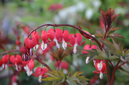 Dicentra spectabilis 'Valentine' ® Tränendes Herz