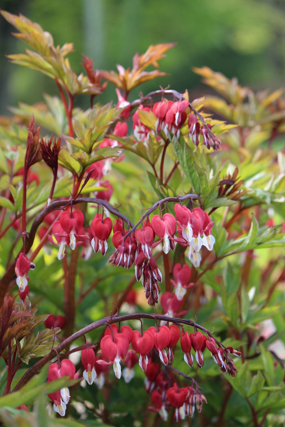 Dicentra spectabilis 'Valentine' ® (Tränendes Herz)