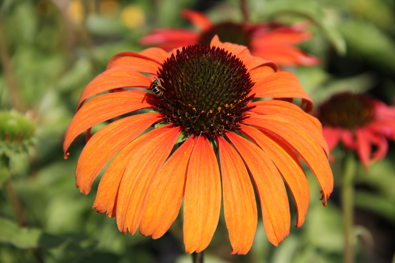 Echinacea 'Firebird' ® Scheinsonnenhut