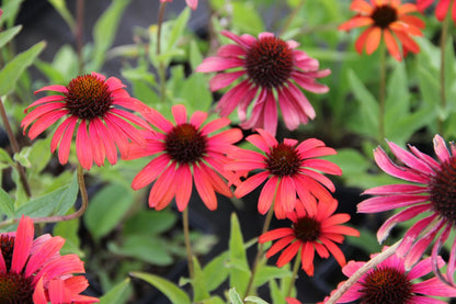 Echinacea 'Firebird' ® (Scheinsonnenhut)