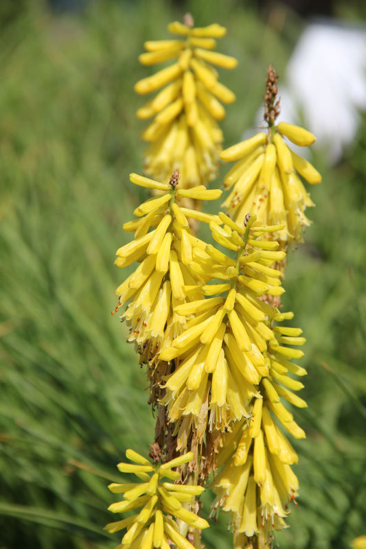 Kniphofia 'Lemon Popsicle' Fackellilie