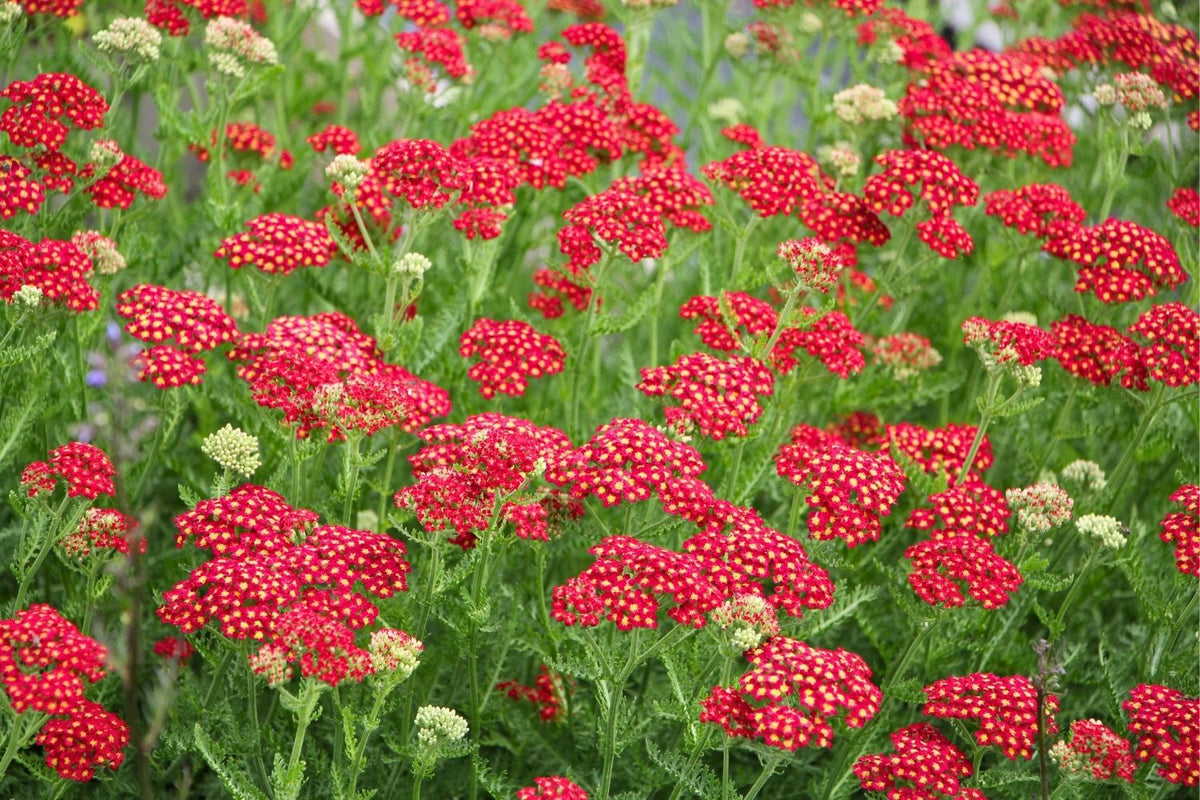 Achillea millefolium 'Paprika' (Schafgarbe)