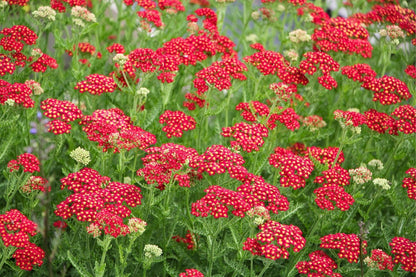 Achillea millefolium 'Paprika' (Schafgarbe)