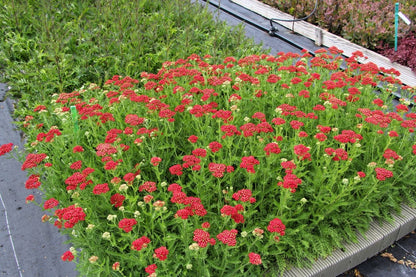 Achillea millefolium 'Paprika' (Schafgarbe)