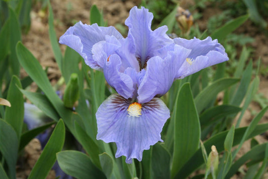 Iris Barbata-Nana 'Fires of Fidji' Zwergschwertlilie