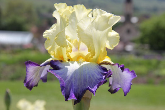 Iris Barbata-Elatior 'Bel Avenir' Hohe Bartschwertlilie
