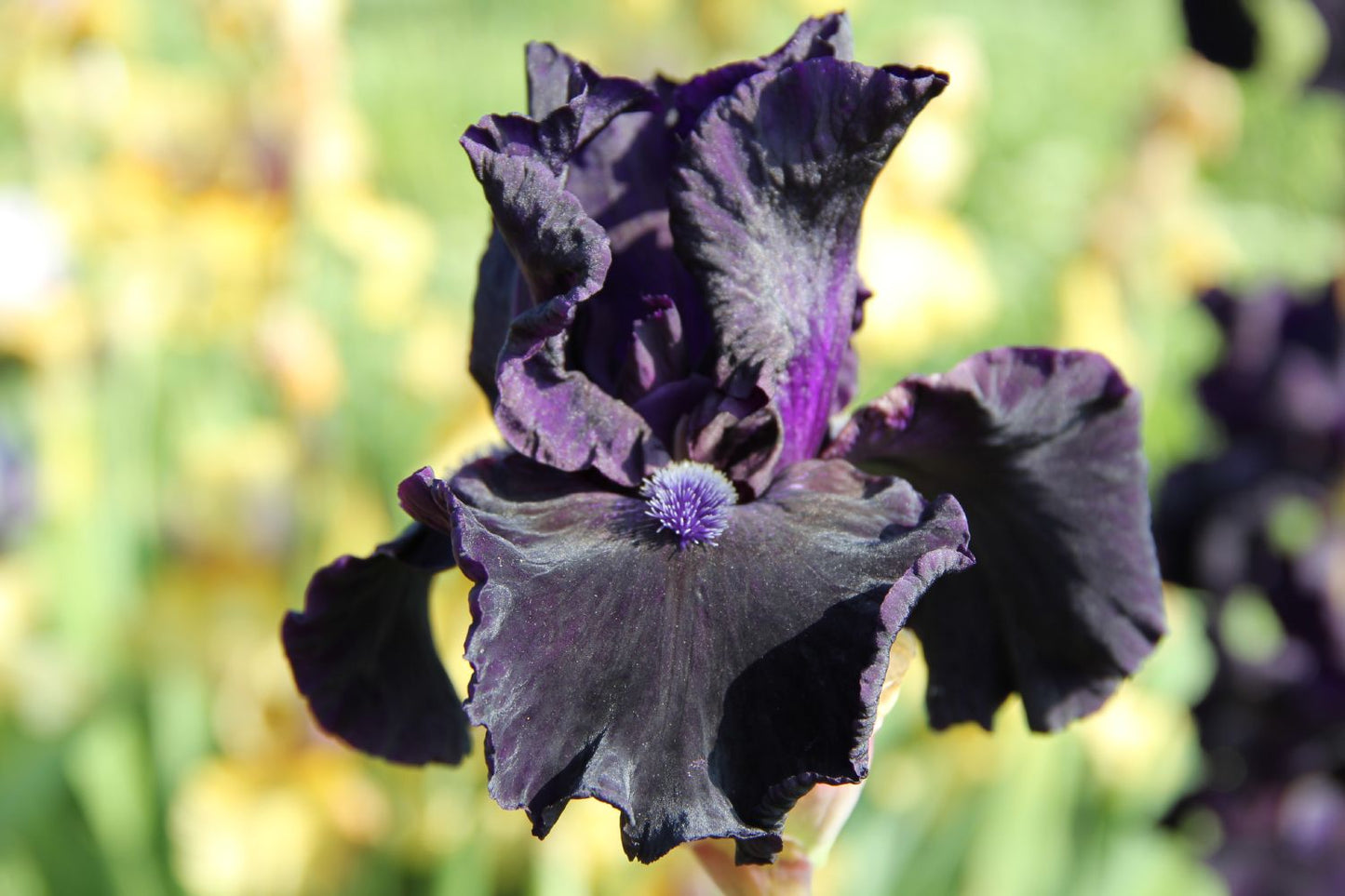 Iris Barbata-Elatior 'Obsidian' Hohe Bartschwertlilie