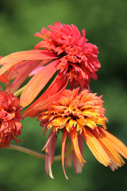 Echinacea 'Summer Samba' ® Scheinsonnenhut