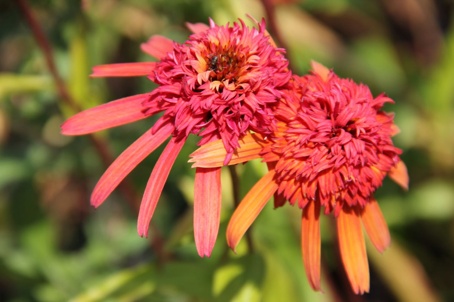 Echinacea 'Summer Samba' ® (Scheinsonnenhut)