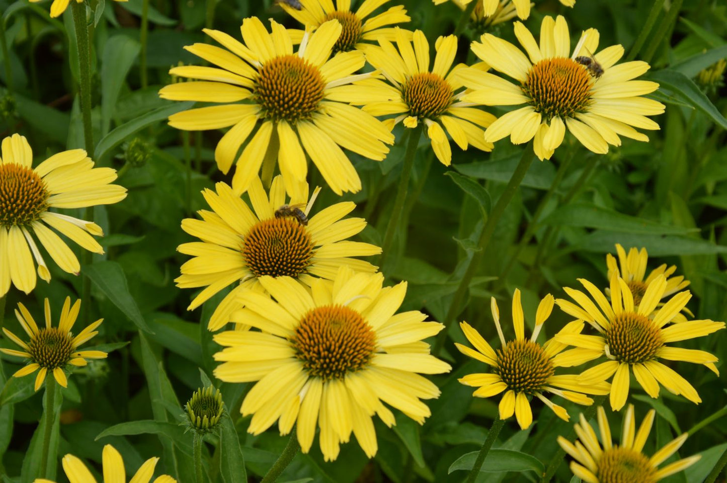 Echinacea 'Cleopatra' ® (Scheinsonnenhut)