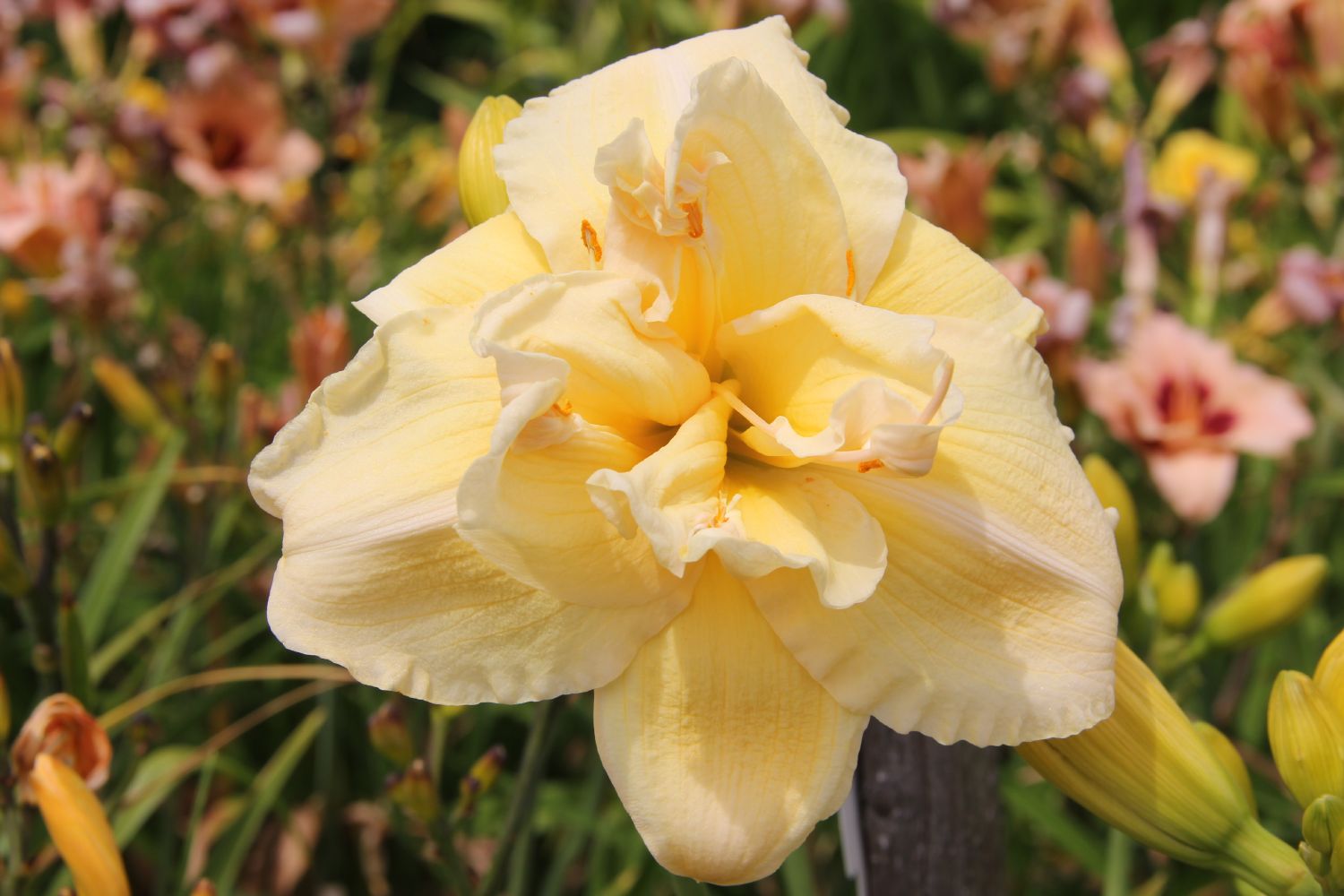 Hemerocallis 'Vanilla Fluff' Großblumige Taglilie