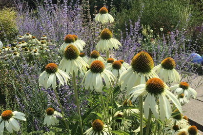 Echinacea purpurea 'Happy Star' (Scheinsonnenhut)