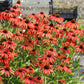 Echinacea 'Tomato Soup' (Scheinsonnenhut)