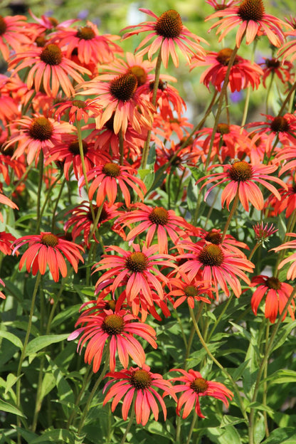 Echinacea 'Tomato Soup' ® (Scheinsonnenhut)