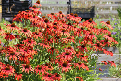 Echinacea 'Tomato Soup' ® (Scheinsonnenhut)